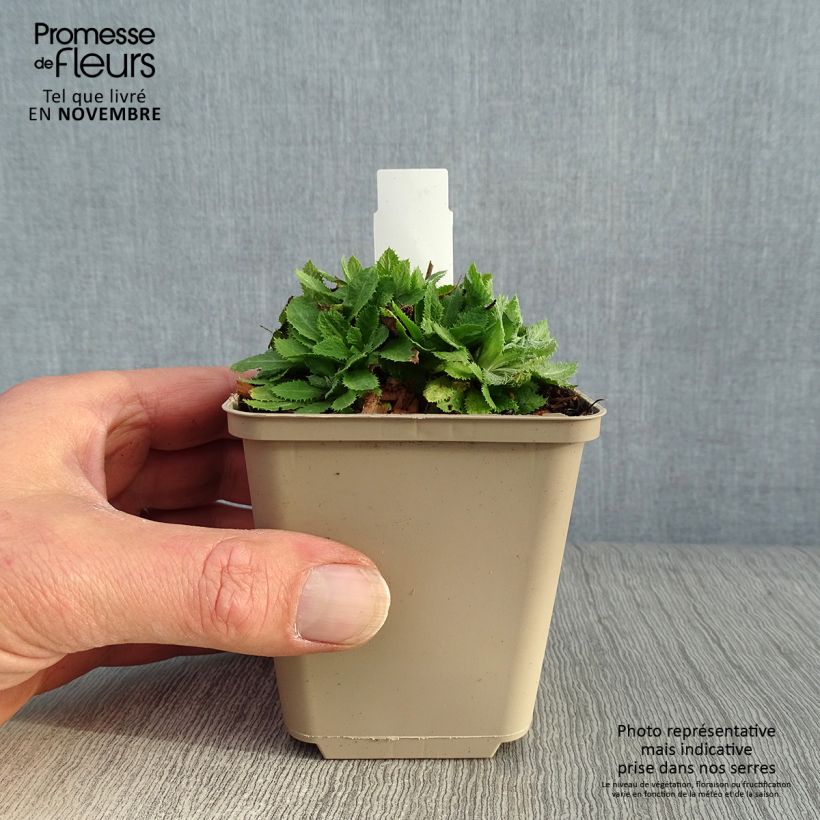 Spécimen de Primevère de l'Himalaya - Primula capitata mooreana Godet de 8/9 cm tel que livré en automne