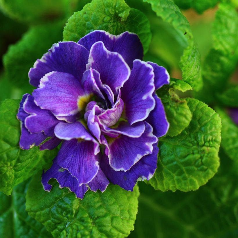 Primevère double Belarina Amethyst Ice - Primula vulgaris  (Floraison)