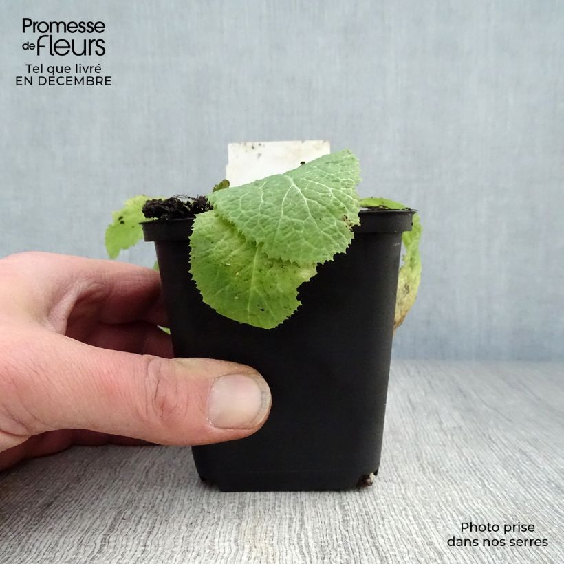 Spécimen de Primevère du Japon Apple Blossom - Primula japonica  Godet de 8/9 cm tel que livré en hiver