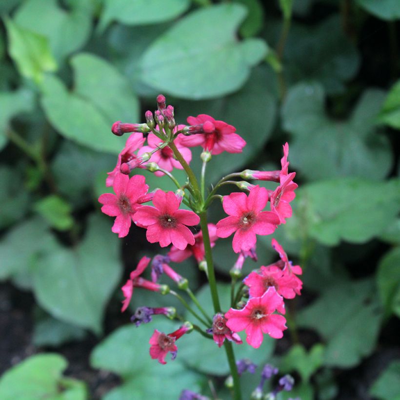 Primevère du Japon Millers Crimson - Primula japonica (Floraison)