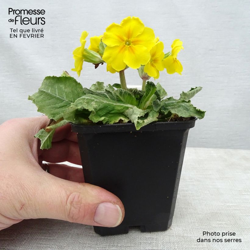 Spécimen de Primevère élevée - Primula elatior Godet de 8/9 cm tel que livré en hiver