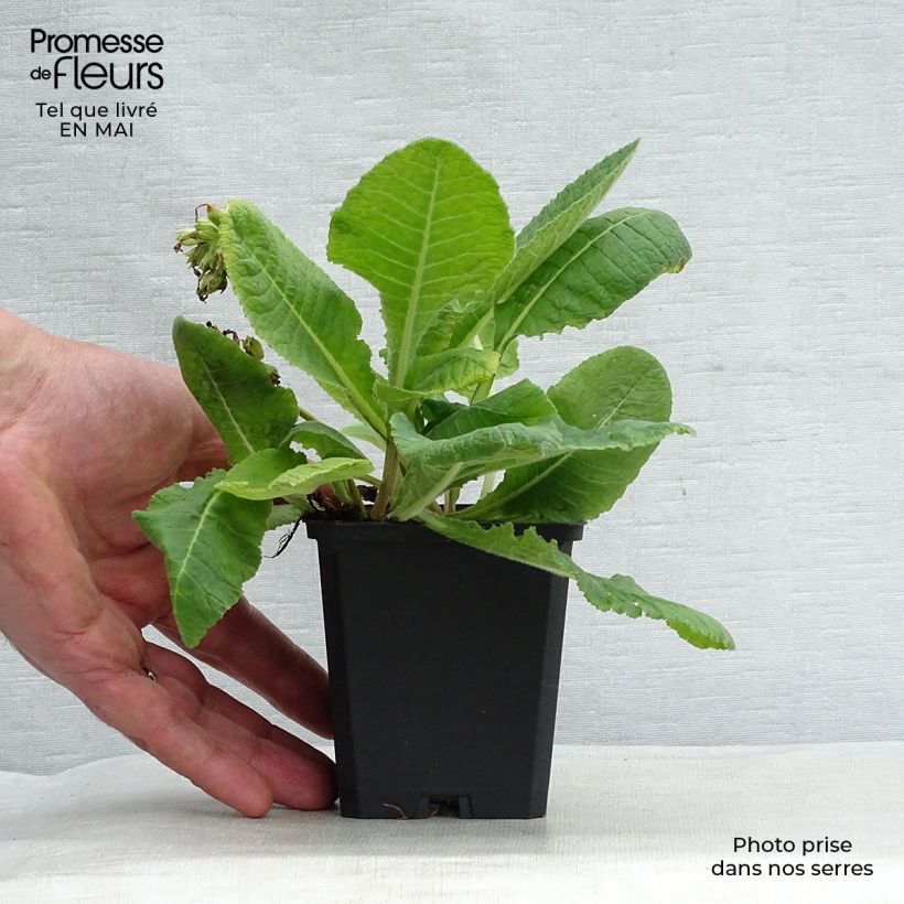 Spécimen de Primevère élevée - Primula elatior Godet de 8/9 cm tel que livré au printemps
