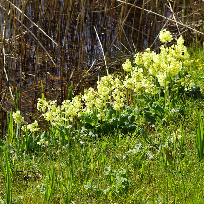 Primevère élevée - Primula elatior (Port)
