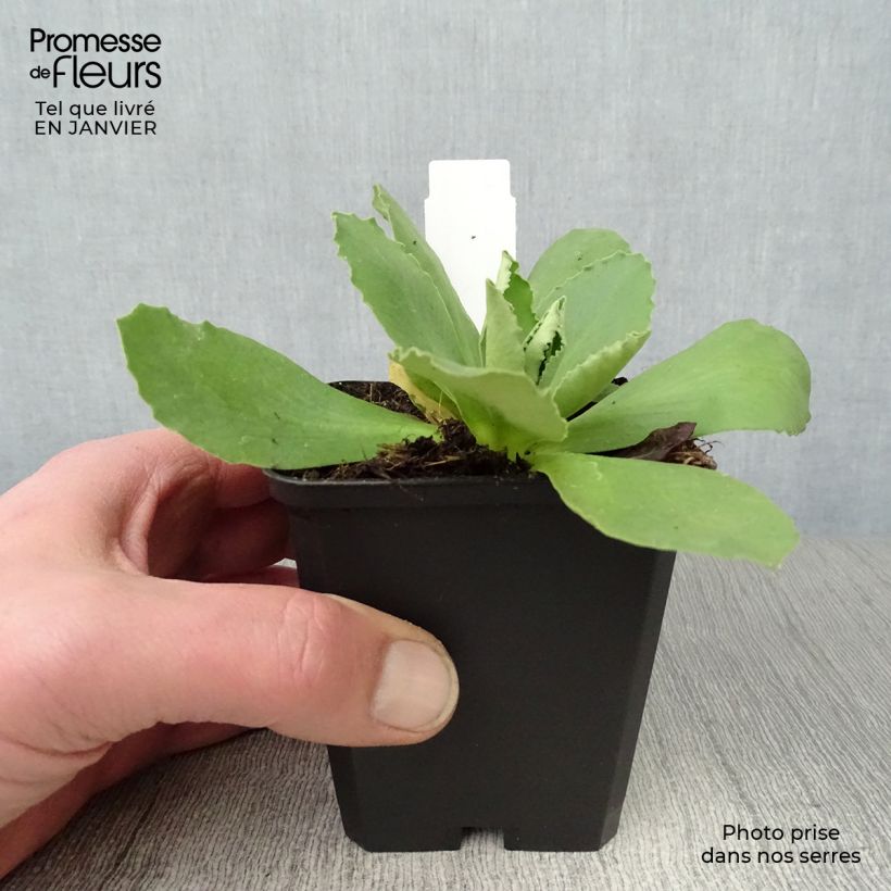 Spécimen de Primevère oreille d'ours - Primula auricula en mélange Godet de 8/9 cm tel que livré en hiver