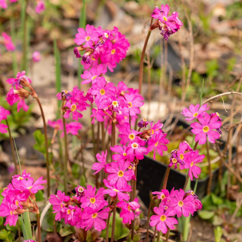 Primevère rose - Primula rosea Grandiflora   (Floraison)