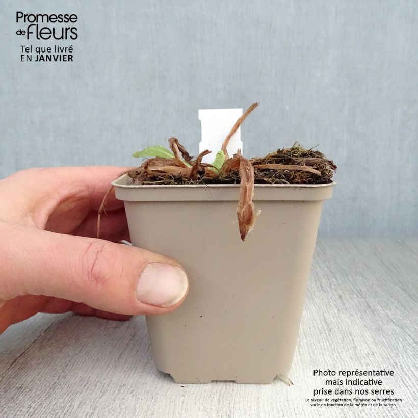 Spécimen de Primula beesiana - Primevère candélabre Godet de 8/9 cm tel que livré en hiver