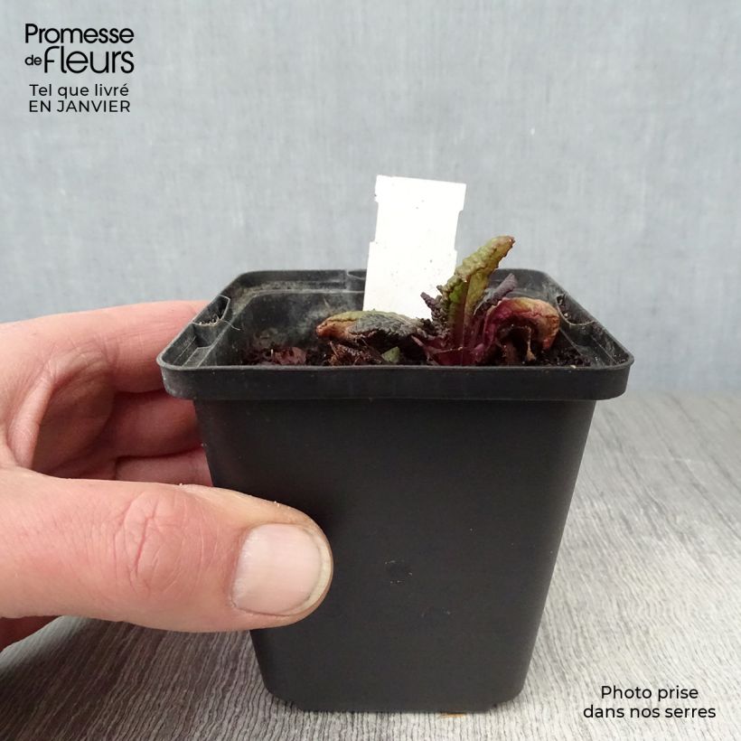 Spécimen de Primula juliae Wanda - Primevère vivace tapissante Godet de 8/9 cm tel que livré en hiver