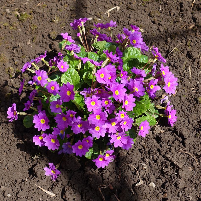 Primula juliae Wanda - Primevère vivace tapissante (Port)