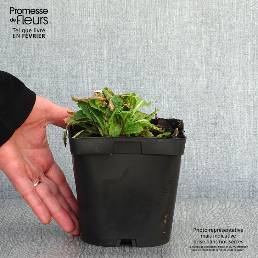 Spécimen de Primula veris - Primevère officinale, Coucou Pot de 2L/3L tel que livré en hiver
