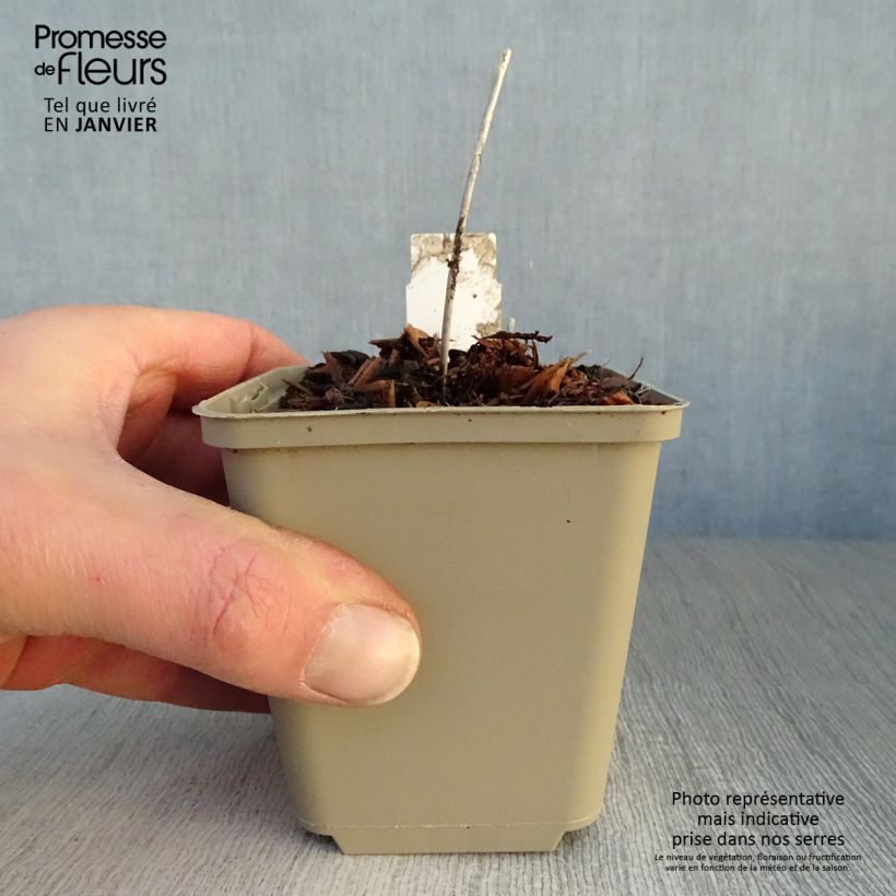 Spécimen de Primula vialii Alison Holland - Primevère Godet de 8/9 cm tel que livré en hiver