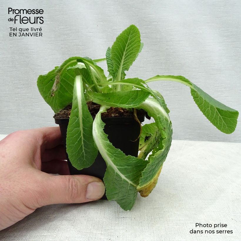 Spécimen de Primula vulgaris Francesca - Primevère des jardins Godet de 8/9 cm tel que livré en hiver