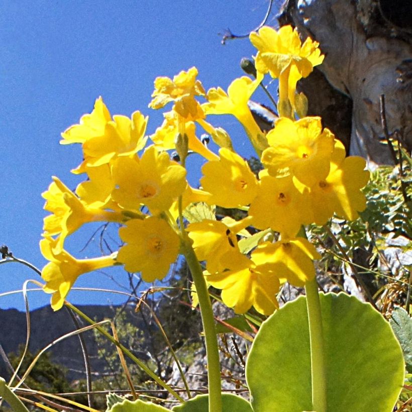 Auricule des jardins - Primula x pubescens (Floraison)