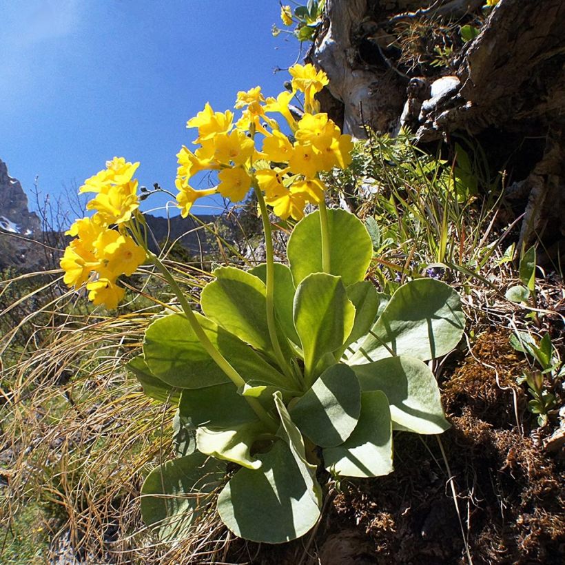 Auricule des jardins - Primula x pubescens (Port)