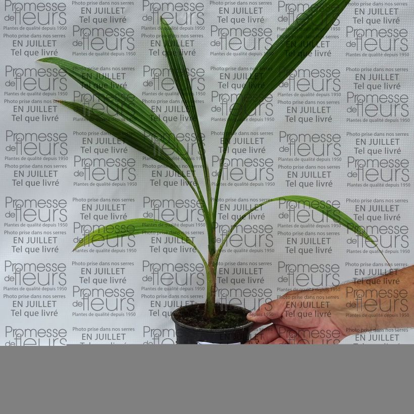 Spécimen de Pritchardia hillebrandii Blue Moon - Palmier d'Hawaï Pot de 12 cm / 13 cm tel que livré en été