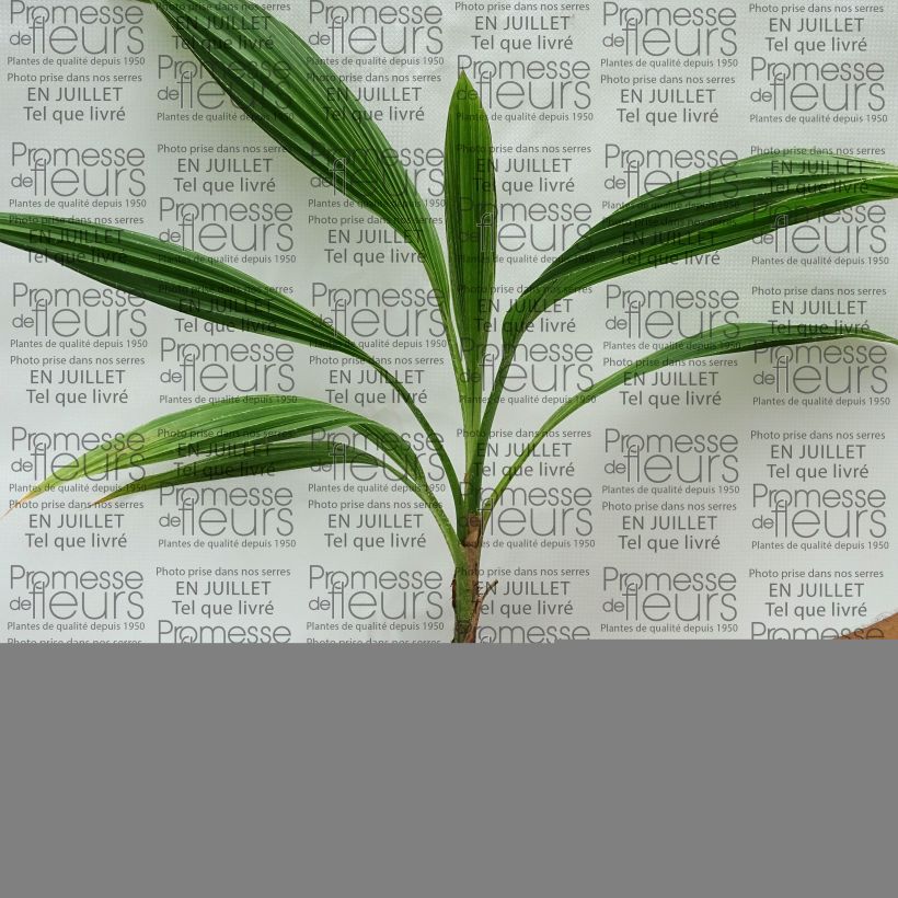 Spécimen de Pritchardia pacífica - Palmier des îles Fidji Pot de 12 cm / 13 cm tel que livré en été