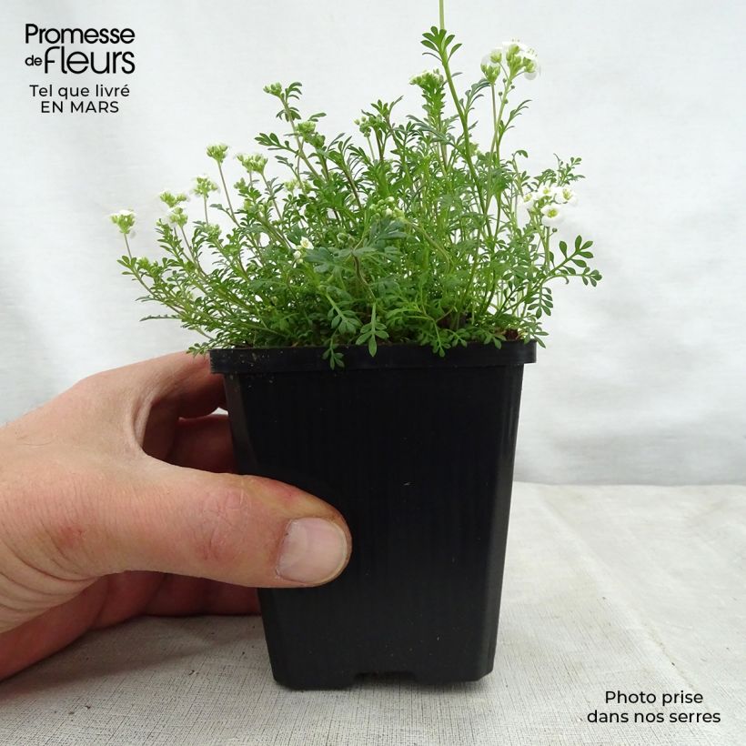 Spécimen de Hornungia alpina - Cresson des chamois Godet de 8/9 cm tel que livré au printemps