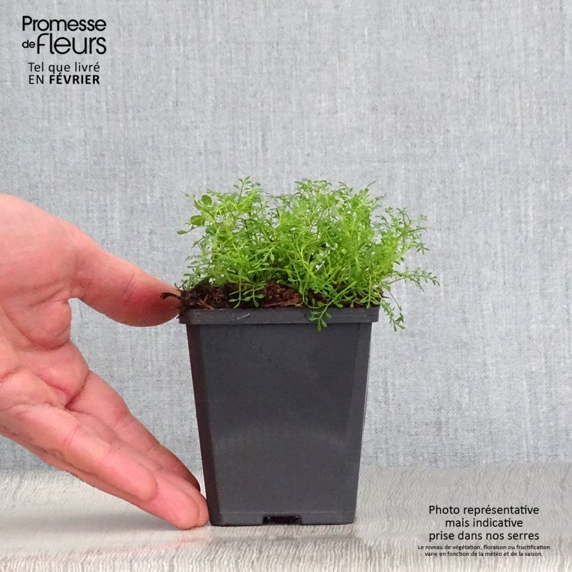 Spécimen de Hornungia alpina - Cresson des chamois Godet de 8/9 cm tel que livré en hiver