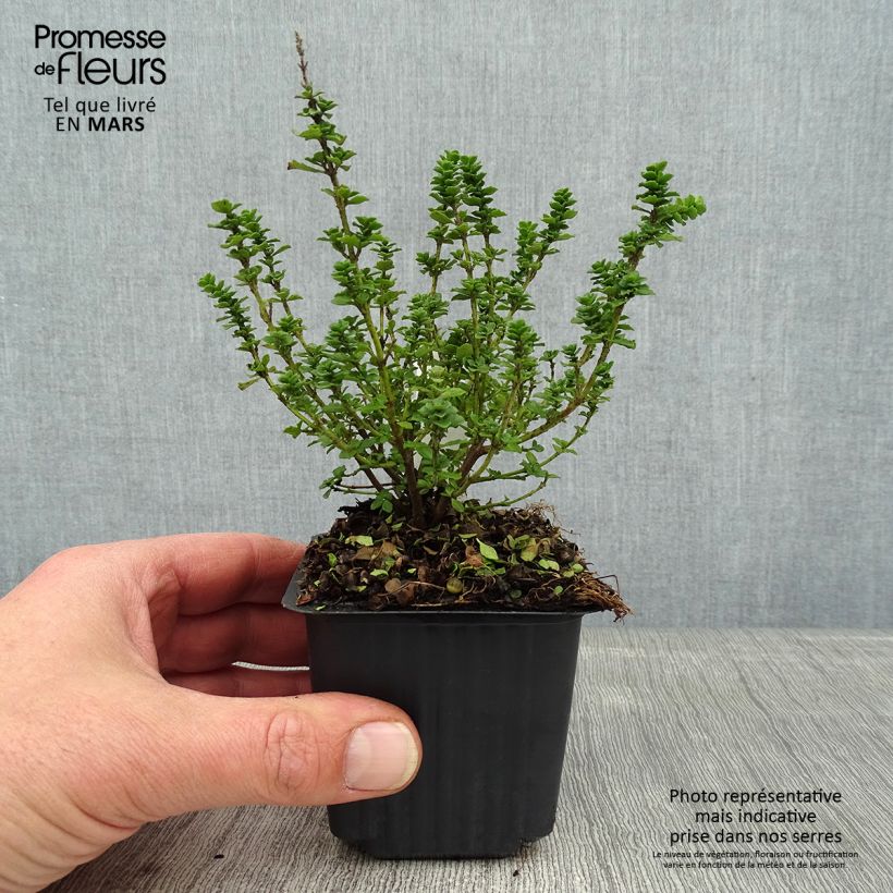 Spécimen de Prostanthera cuneata - Menthe Australienne Godet de 8/9 cm tel que livré en hiver