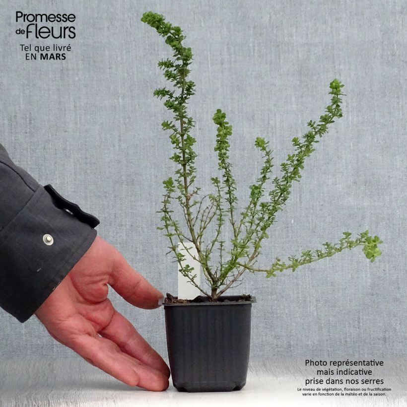 Spécimen de Prostanthera cuneata - Menthe Australienne Godet de 8/9 cm tel que livré au printemps