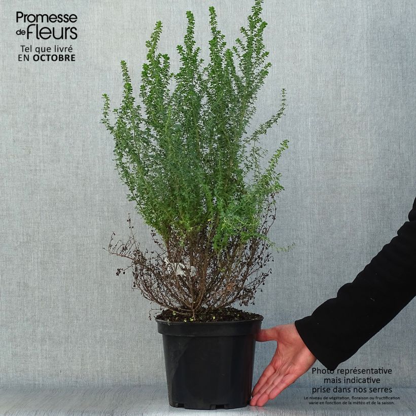 Spécimen de Prostanthera cuneata - Menthe Australienne Pot de 2L/3L tel que livré en automne