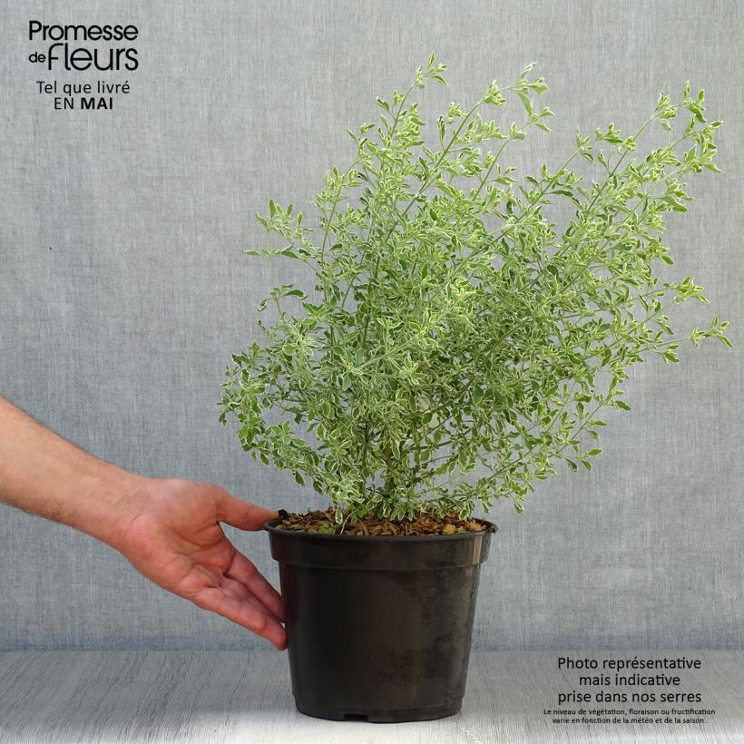 Spécimen de Prostanthera ovalifolia Variegata - Menthe australienne panachée. Pot de 4L/5L tel que livré au printemps