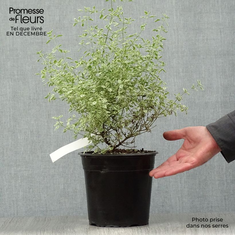 Spécimen de Prostanthera rotundifolia Variegata - Menthe Australienne Pot de 4L/5L tel que livré en hiver