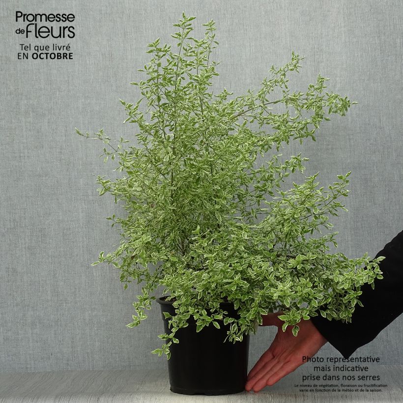 Spécimen de Prostanthera rotundifolia Variegata - Menthe Australienne Pot de 4L/5L tel que livré en automne