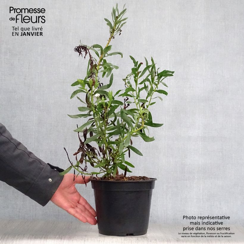 Spécimen de Protea Clark's Red - Protée hybride Pot de 4L/5L tel que livré en hiver