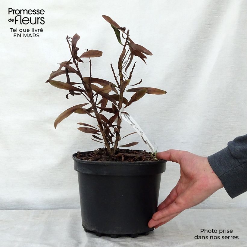 Spécimen de Protea Clark's Red - Protée hybride Pot de 4L/5L tel que livré au printemps