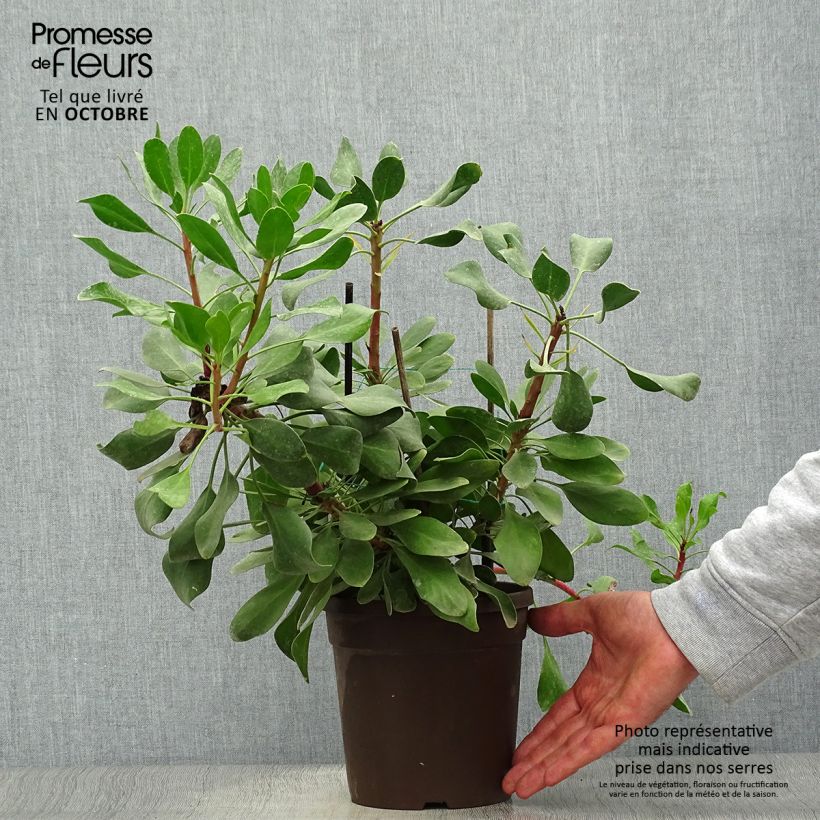Spécimen de Protea Little Prince - Protée royale Pot de 2L/3L tel que livré en automne