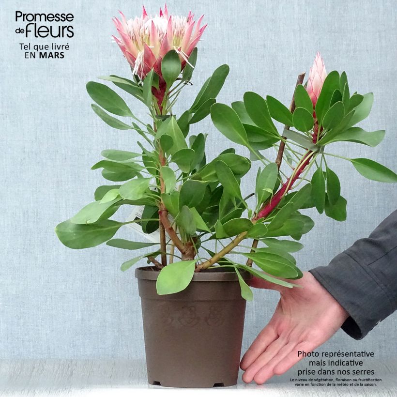 Spécimen de Protea Little Prince - Protée royale Pot de 2L/3L tel que livré au printemps