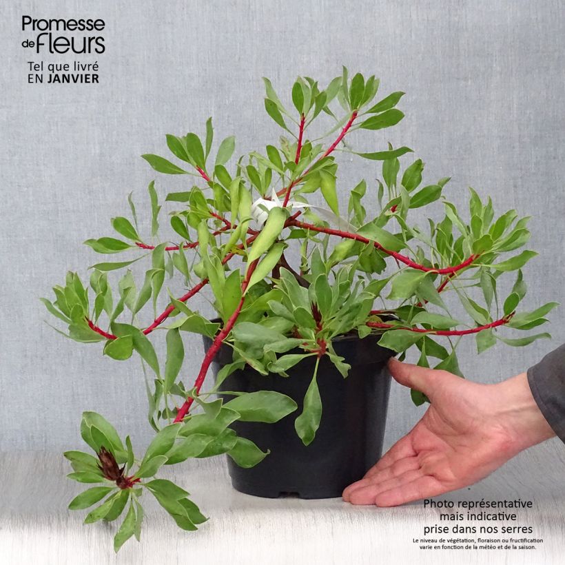 Spécimen de Protea Pink Crown - Protée hybride Pot de 4L/5L tel que livré en hiver