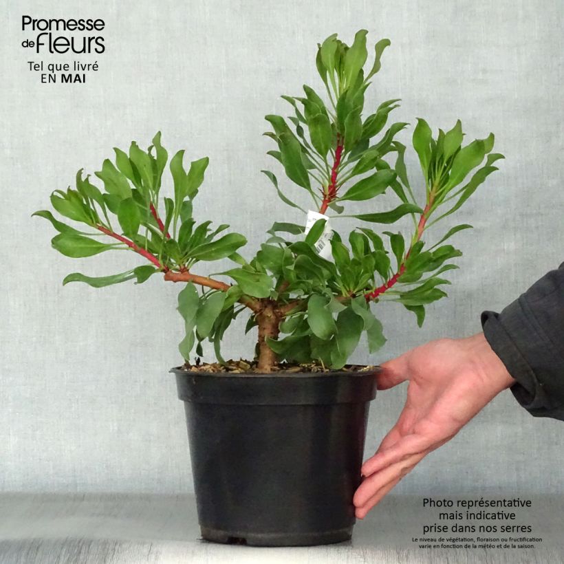 Spécimen de Protea Pink Crown - Protée hybride Pot de 4L/5L tel que livré au printemps