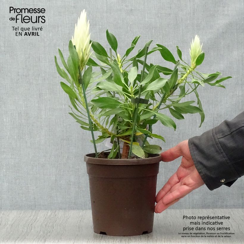 Spécimen de Protea White Crown - Protée royale miniature Pot de 2L/3L tel que livré au printemps