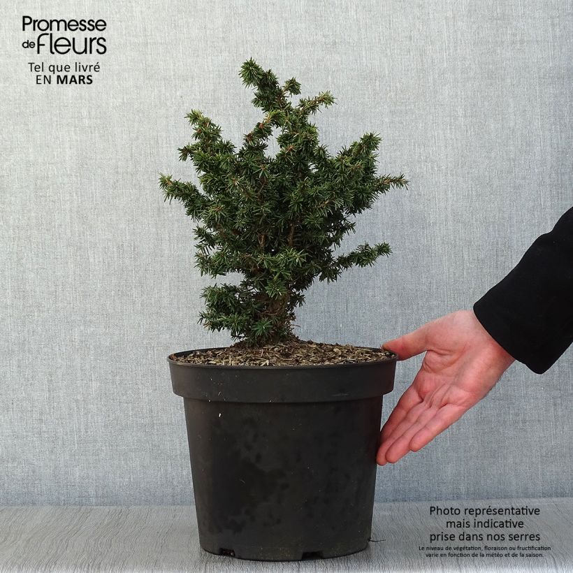 Spécimen de Pruche du Canada - Tsuga canadensis Jervis                          Pot de 7,5L/10L tel que livré en hiver