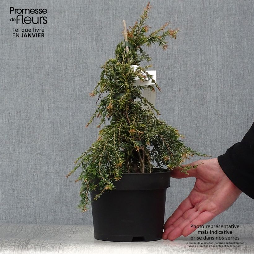Spécimen de Pruche du Canada - Tsuga canadensis Pendula                        Pot de 2L/3L tel que livré en hiver