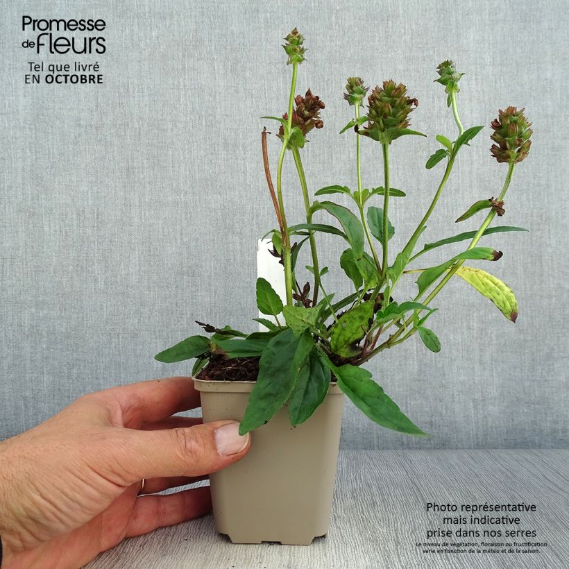 Spécimen de Prunella grandiflora Altenberg Rosa - Brunelle à grandes fleurs Godet de 8/9 cm tel que livré en automne