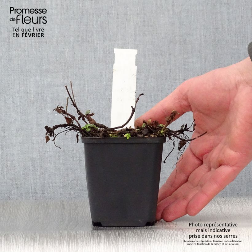 Spécimen de Prunella grandiflora Altenberg Rosa - Brunelle à grandes fleurs Godet de 8/9 cm tel que livré en hiver