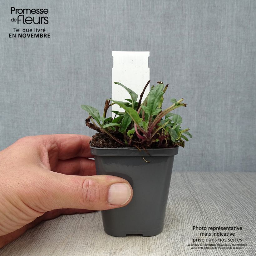 Spécimen de Prunella grandiflora Bella Deep Rose - Brunelle à grandes fleurs Godet de 7/8 cm tel que livré en automne