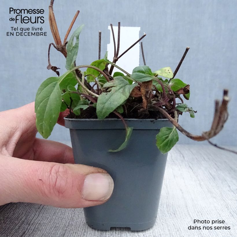 Spécimen de Prunella grandiflora Bella Deep Rose - Brunelle à grandes fleurs Godet de 7/8 cm tel que livré en hiver