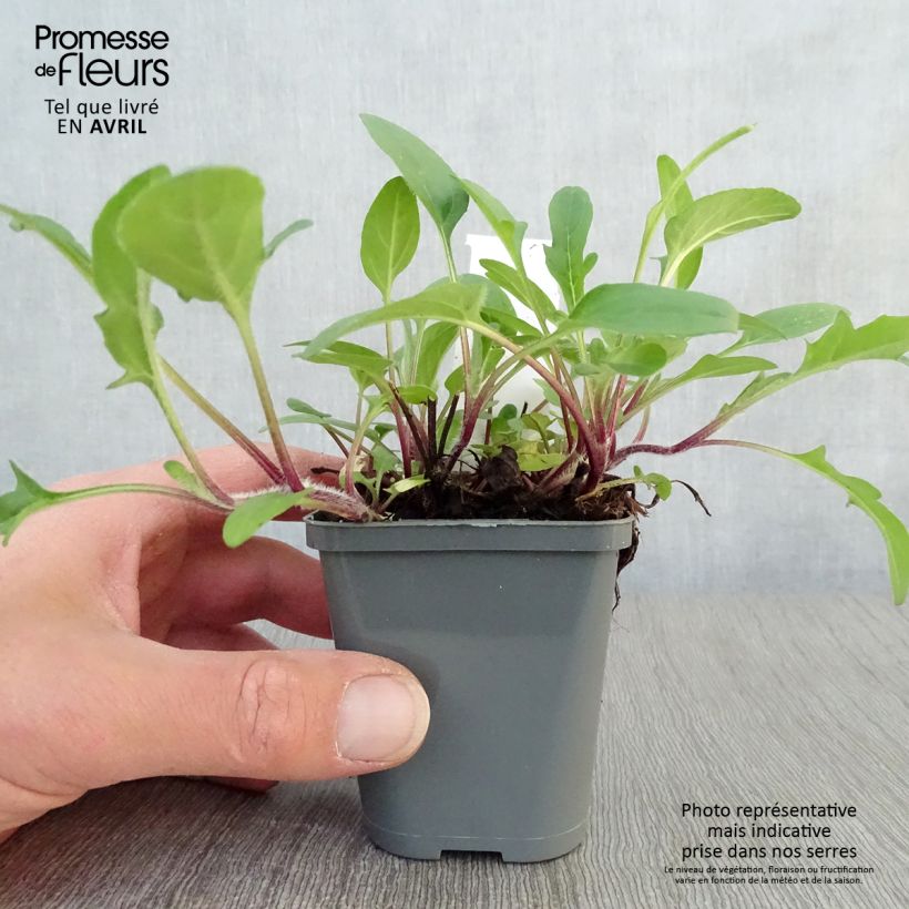 Spécimen de Prunella grandiflora Bella Deep Rose - Brunelle à grandes fleurs Godet de 7/8 cm tel que livré au printemps