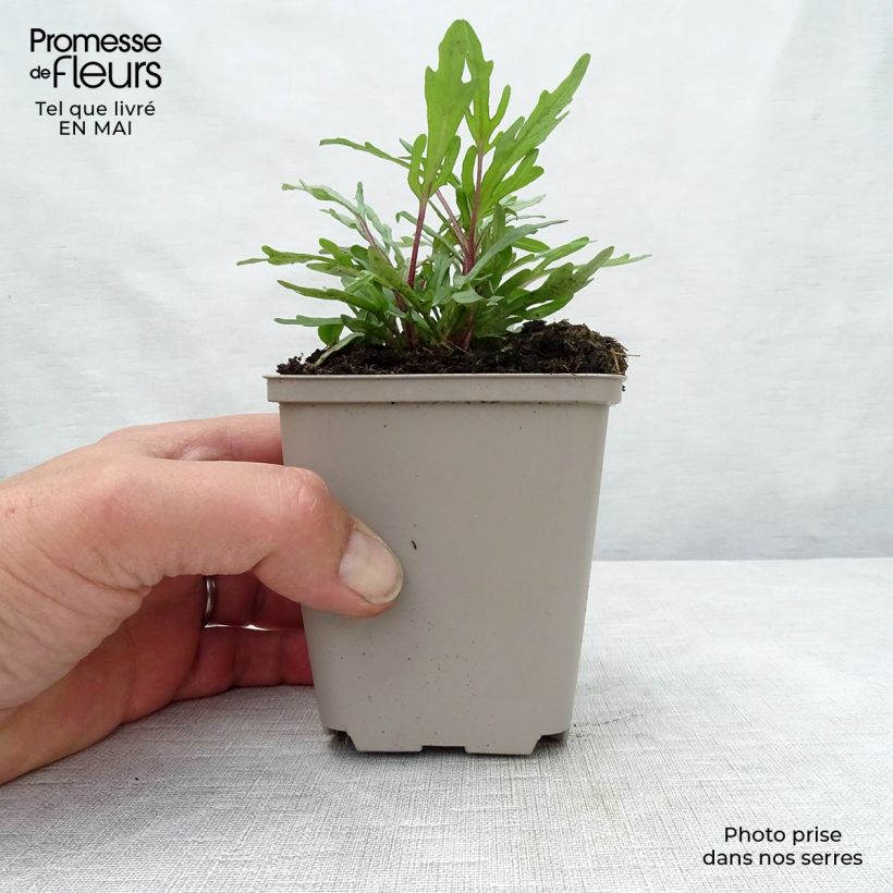 Spécimen de Prunella grandiflora Pink Loveliness - Brunelle rose tendre. Godet de 8/9 cm tel que livré au printemps