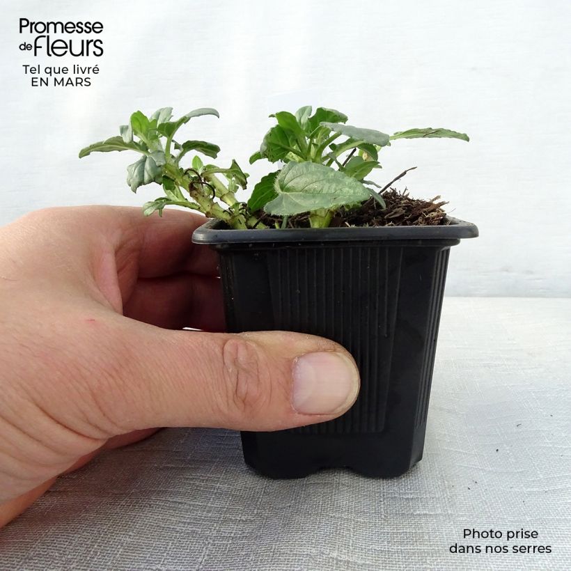 Prunella grandiflora White Loveliness Maceta de 8/9 cm Ejemplar entregado en la primavera