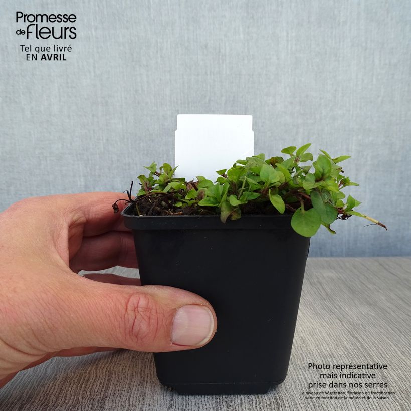 Spécimen de Prunella vulgaris - Brunelle commune Godet de 8/9 cm tel que livré au printemps