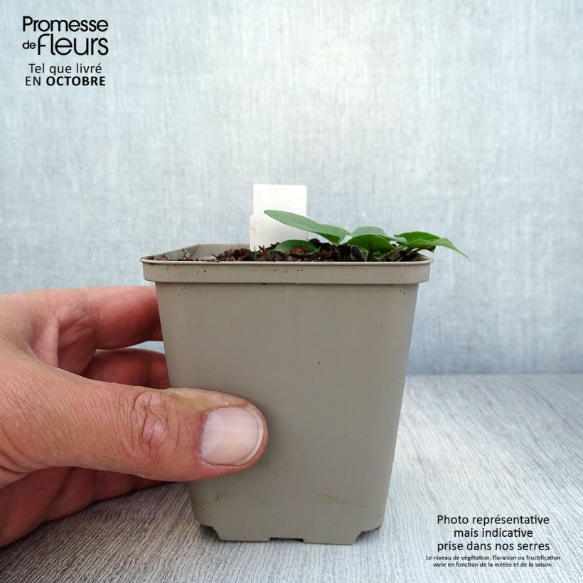 Spécimen de Prunella (x) webbiana Rosea - Brunelle Godet de 8/9 cm tel que livré en automne
