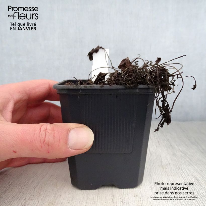 Spécimen de Prunella (x) webbiana Rosea - Brunelle Godet de 8/9 cm tel que livré en hiver