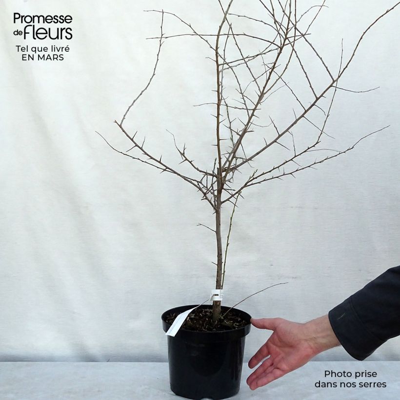 Spécimen de Prunellier - Prunus spinosa Pot de 3L/4L tel que livré en hiver