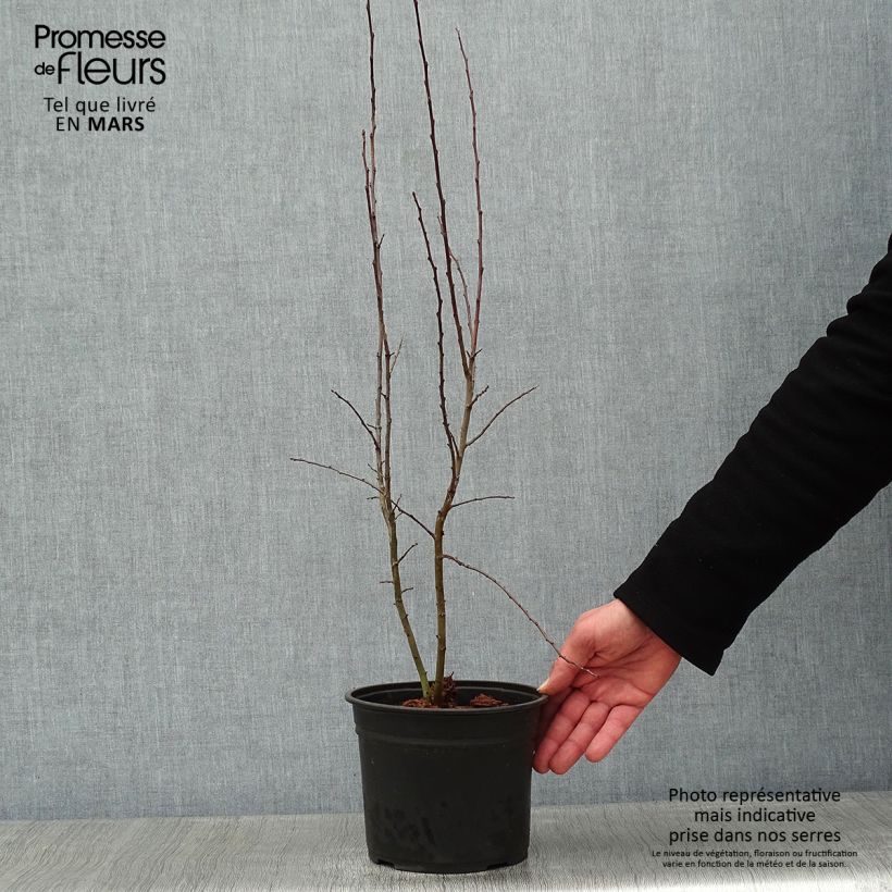 Spécimen de Prunellier - Prunus spinosa Pot de 2L/3L tel que livré en hiver