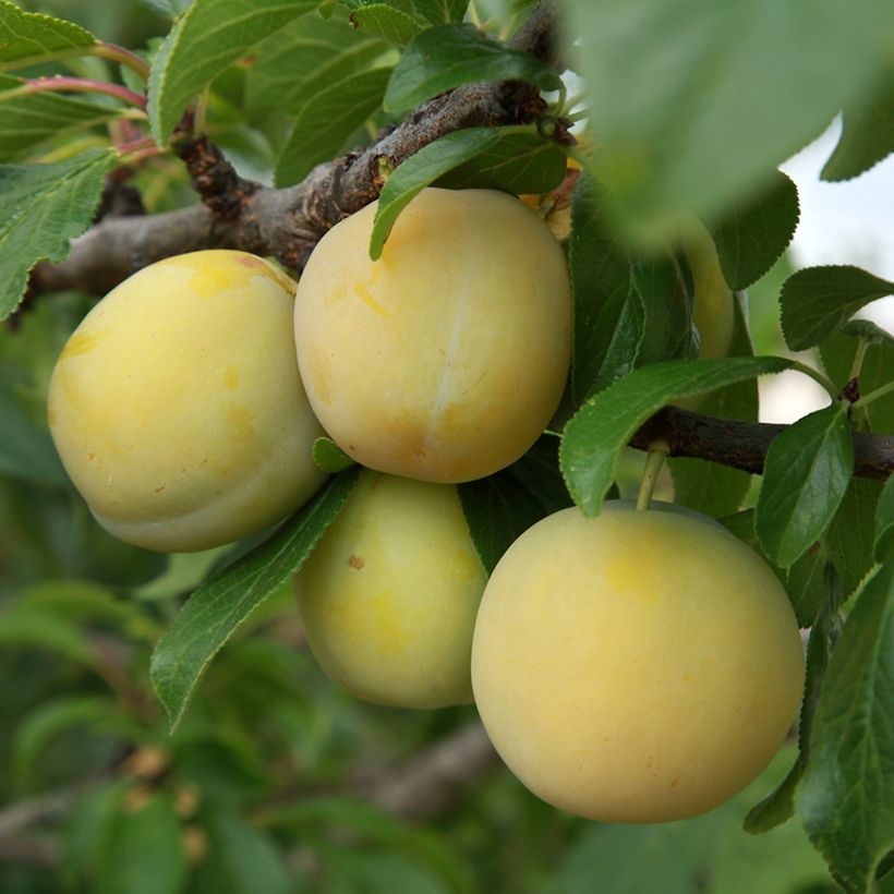 Prunier Prune d'Ente Blanche Bio (Récolte)