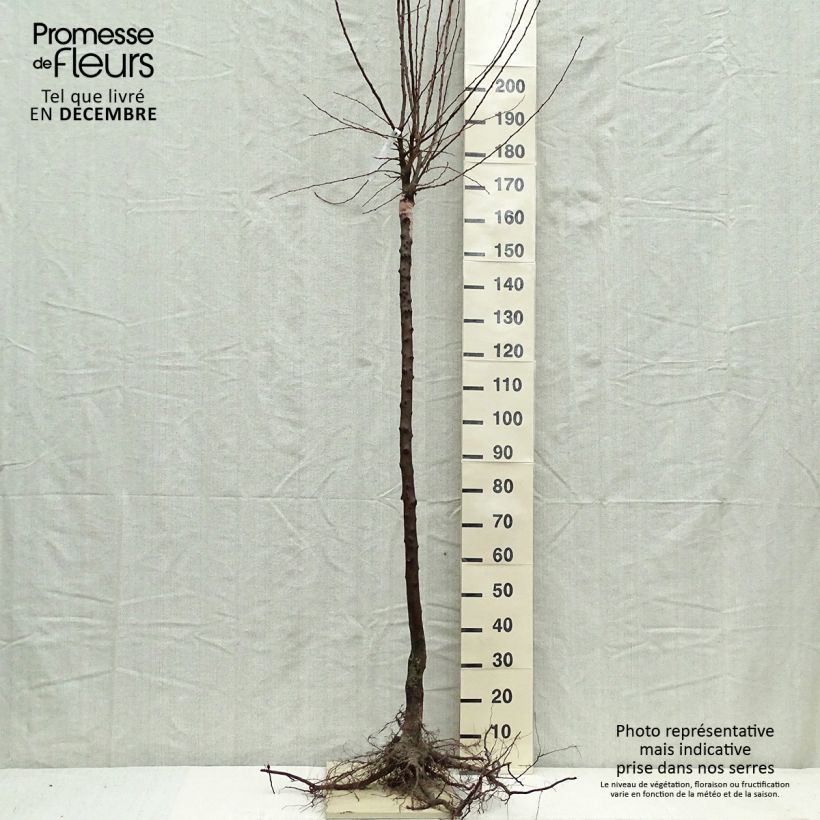 Spécimen de Prunier Quetsche Altesse simple - Prune de Namur Racines nues, Gobelet tel que livré en hiver